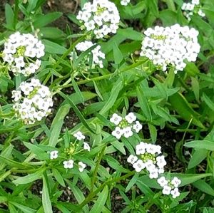 Meet your Posher, Jhee